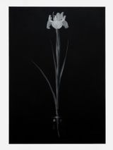 Iris by Don Brown contemporary artwork painting works on paper