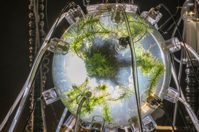 Spiders Sperm and Calvin Klein Obsession Co-exist in MIT Show Symbionts