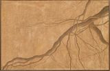 Untitled Radice by Tommaso Spazzini Villa contemporary artwork works on paper