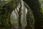 Everymans Mountain Forest 001 by Omar Al Gurg contemporary artwork Print