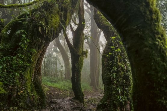 Everymans Mountain Forest  001 by Omar Al Gurg contemporary artwork Print
