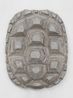 Tartaruga - The Canberra Times by Mirko Baselgia contemporary artwork Mixed Media