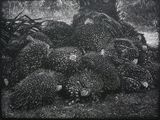 Fresh Fruit Bunch by Maryanto contemporary artwork painting