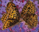 Great Spangled Meadow Fritillary by Claudia Keep contemporary artwork painting