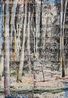 Critical Forests 9 by Imants Tillers contemporary artwork Painting