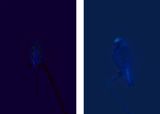 BudgieUV Blue TitUV by Robert Zhao Renhui contemporary artwork photography
