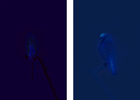 BudgieUV Blue TitUV by Robert Zhao Renhui contemporary artwork Photography
