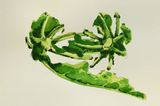 Phool Kopir Data by Rathin Barman contemporary artwork works on paper