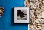 Clarissa Darlymples Dog Kirsten by Peter Hujar contemporary artwork Photography