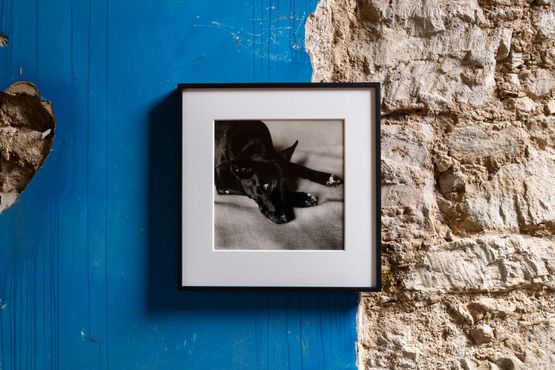 Clarissa Darlymples Dog Kirsten by Peter Hujar contemporary artwork Photography