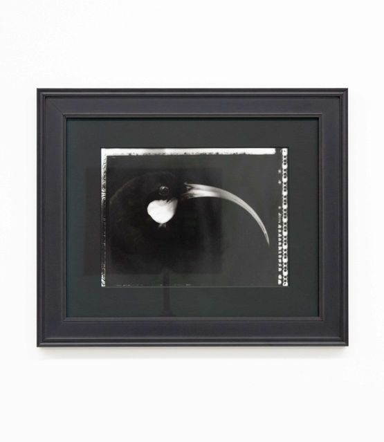 Small Portrait of a Fugitive by Fiona Pardington contemporary artwork Photography