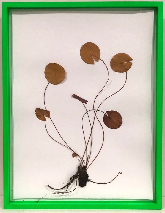 Herbarium by Olafur Eliasson contemporary artwork Works on Paper