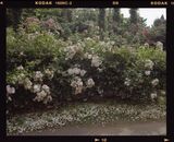 Chiba Chiba by Chikashi Suzuki contemporary artwork photography