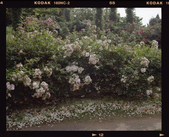 Chiba Chiba by Chikashi Suzuki contemporary artwork Photography