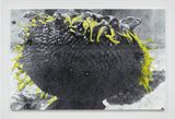 untitled by Ziad Antar contemporary artwork painting photography