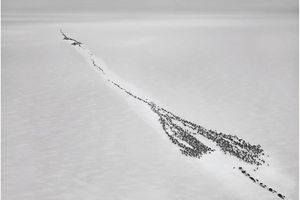 Sebastiao Salgado