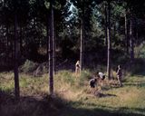 Like Home - Call Of The Boys by James Lowe contemporary artwork photography