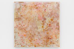 Mimosa Echard