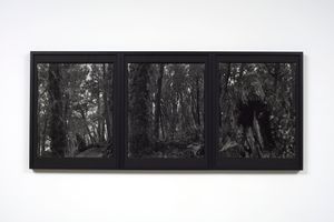 Mark Adams