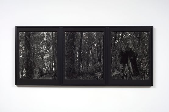 25.5.1995. The Observatory. Astronomers Point. Totara stumps and regenerating forest. Tamatea-Dusky Sound. After Russell Duncan by Mark Adams contemporary artwork Photography