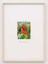 untitled by Danh Vo contemporary artwork print works on paper