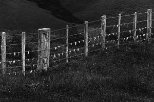 Marti Friedlander