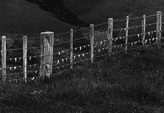 Scratching Fence by Marti Friedlander contemporary artwork Photography
