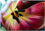 Broken Tulip by Tim Maguire contemporary artwork print