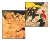 Two Chickens RedGreen With Fleeing FigureObserved by Newly Born Chickens by John Baldessari contemporary artwork photography