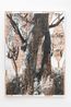 Baw-li tharra burriin Kamilaroi 3 by Brian Martin contemporary artwork Painting