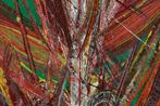 Mark Grotjahn contemporary artist