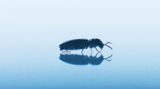 THE BEETLE by Henrik Hakansson contemporary artwork moving image