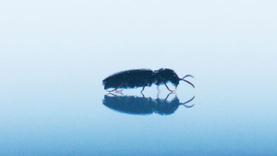THE BEETLE by Henrik Hakansson contemporary artwork Moving Image