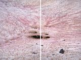 Presena Gletscher Blutschnee 1 by Thomas Wrede contemporary artwork print
