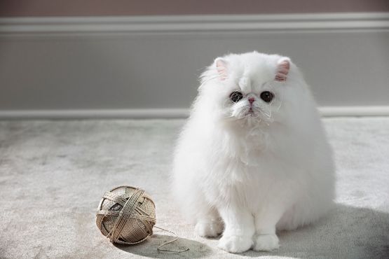 Cat with Yarn Ball by Roe Ethridge contemporary artwork Print
