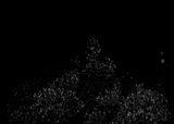 Parrot Count I Singapore by Robert Zhao Renhui contemporary artwork photography