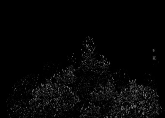 Parrot Count I Singapore by Robert Zhao Renhui contemporary artwork Photography