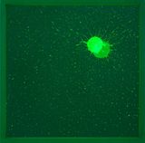 If We Delete Green If We Start to Care About Plants No. 8 by Ma Haijiao contemporary artwork print