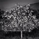 Persimmon Tree Sulmona Abruzzo Italy by Michael Kenna contemporary artwork photography