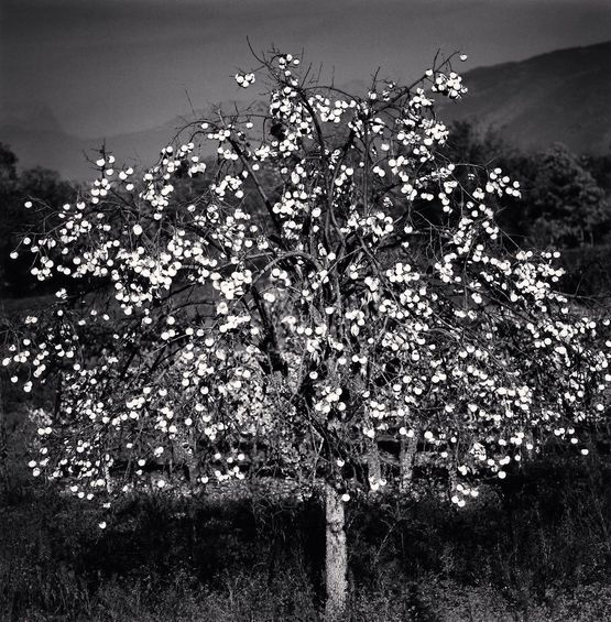 Persimmon Tree Sulmona Abruzzo Italy by Michael Kenna contemporary artwork Photography