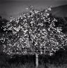Persimmon Tree Sulmona Abruzzo Italy by Michael Kenna contemporary artwork Photography
