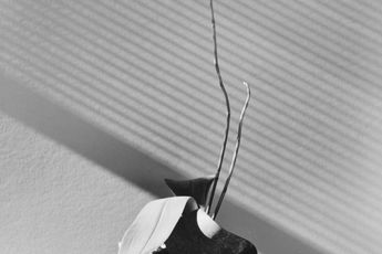 Contemporary art exhibition Robert Mapplethorpe The Poetics of Form at Kukje Gallery Seoul South Korea