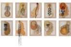 Clare Ormerod contemporary artist