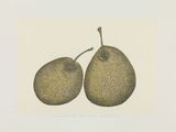 Revival Series II 9 Pears Dialogue by Eddie Lui contemporary artwork drawing works on paper
