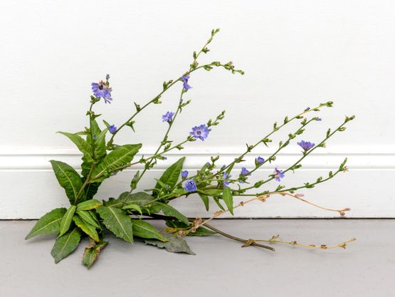 Weed by Tony Matelli contemporary artwork Sculpture