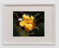 Bounty 47 by Steve Mcqueen contemporary artwork Print