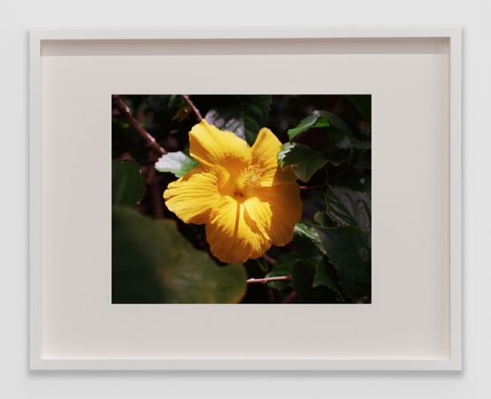 Bounty 47 by Steve Mcqueen contemporary artwork Print