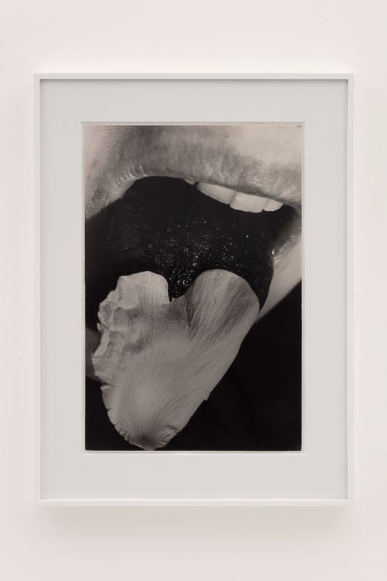 Restored to her Natural State by Nibbling Rose Petals by Rose Finn-Kelcey contemporary artwork Photography