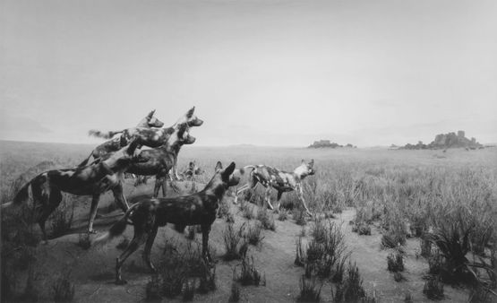 Hunting Dog by Hiroshi Sugimoto contemporary artwork Photography