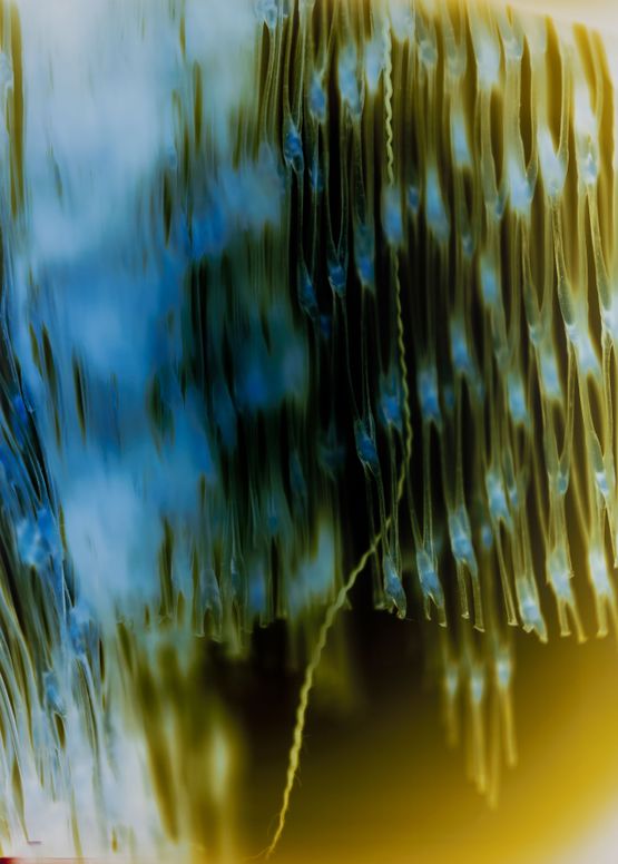 Synapse 1318 by Lotus L. Kang contemporary artwork Photography
